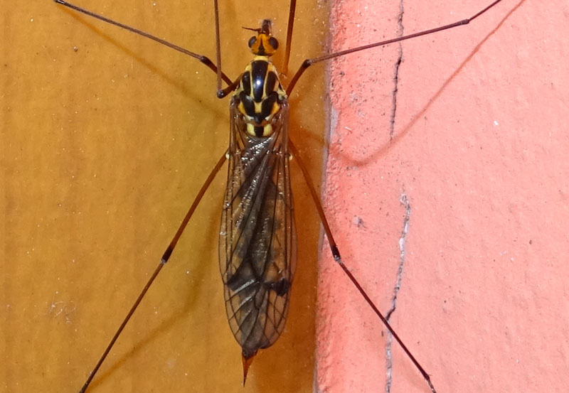 Nephrotoma cfr. quadrifaria, femmina - Tipulidae